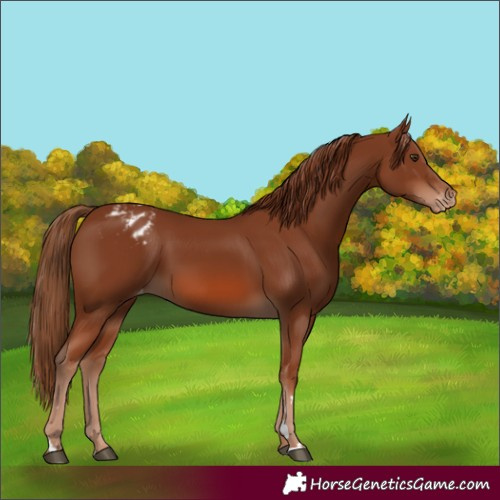 Horse Color:Chestnut Blanket 