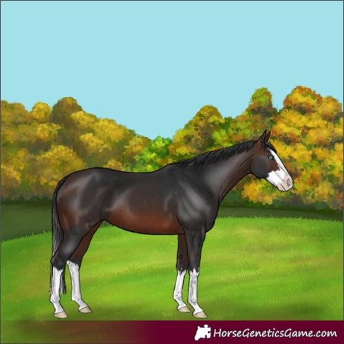 Horse Color:Brown Splash
