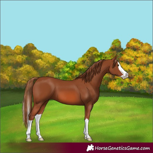 Horse Color:Chestnut Splash