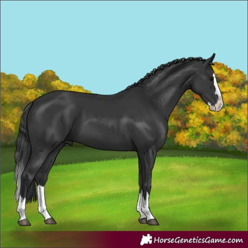Horse Color:Black Splash 