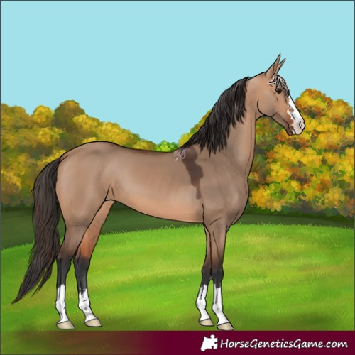 Horse Color:Bay Dun 