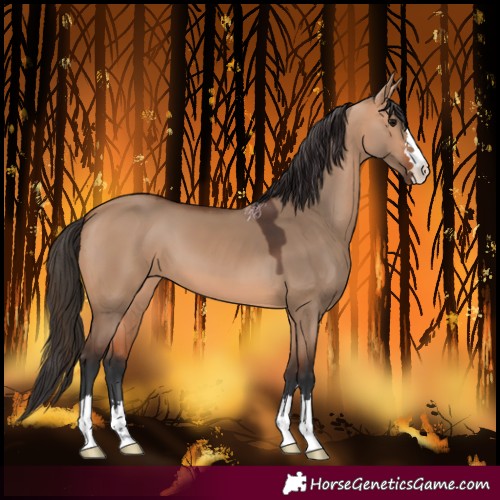 Horse Color:Bay Dun
