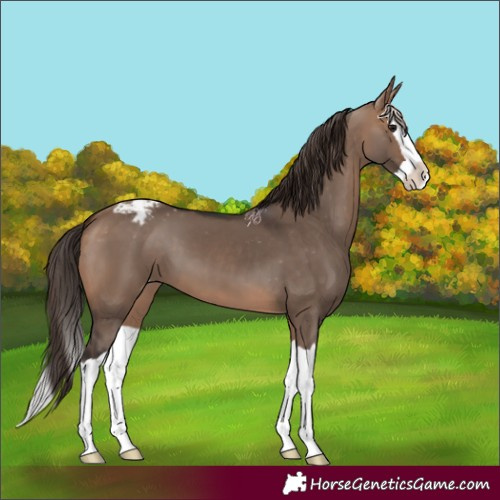 Horse Color:Bay Dun Splash Varnish