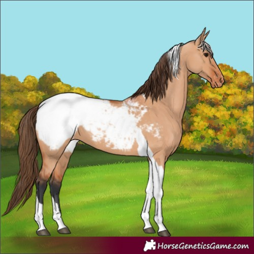 Horse Color:Bay Dun Tobiano Snowcap