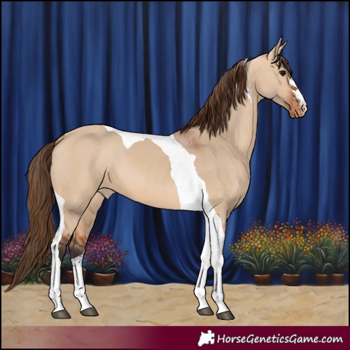 Horse Color:Bay Dun Tobiano Varnish 