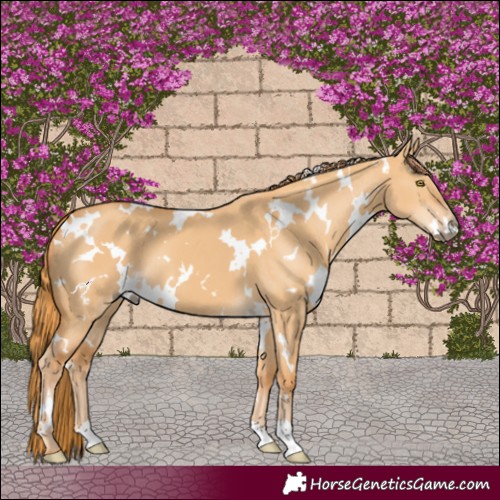 Horse Color:White Spotted Red Dun