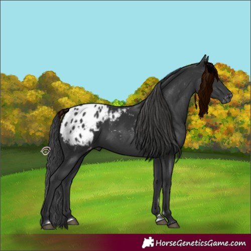 Horse Color:Black Blanket 