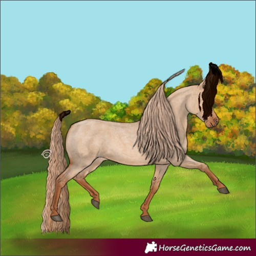Horse Color:Red Dun Roan 