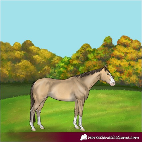 Horse Color:Sable Cream Champagne Rabicano 