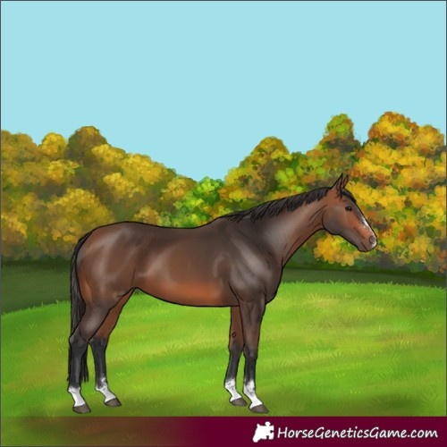 Horse Color:Bay 