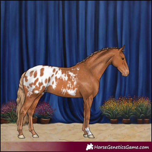 Horse Color:Chestnut Blanket