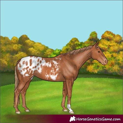 Horse Color:Chestnut Blanket 