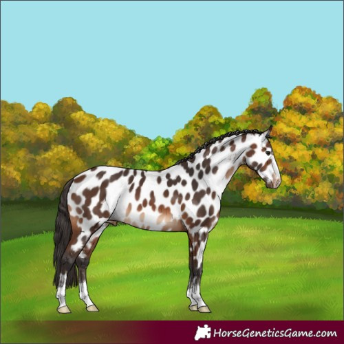 Horse Color:Brown Near Leopard