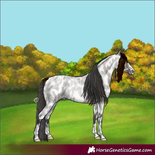 Horse Color:Grullo Roan Near Leopard 