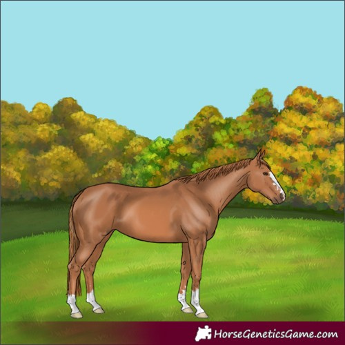 Horse Color:Chestnut 