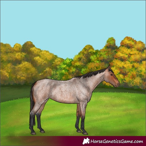 Horse Color:Bay Roan