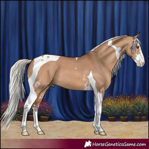 Horse Color:Silver Bay Dun Sabino Tobiano