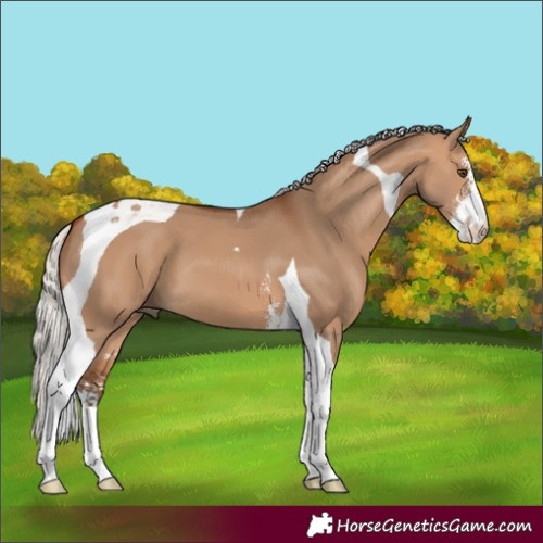 Horse Color:Silver Bay Dun Sabino Tobiano