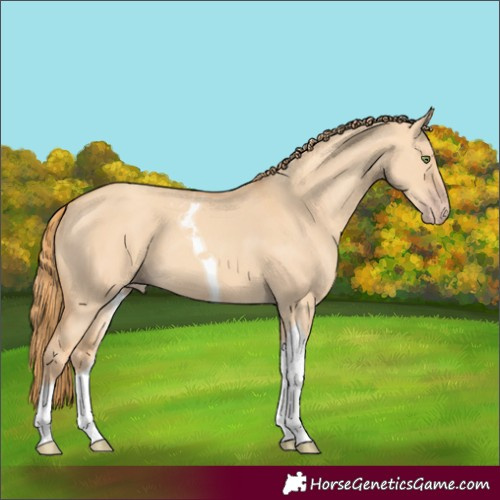 Horse Color:Gold Champagne Dun Tobiano