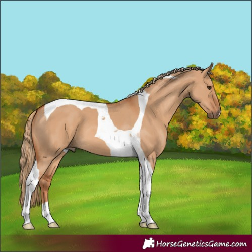Horse Color:Red Dun Tobiano