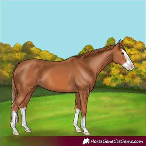 Horse Color:Chestnut Splash 