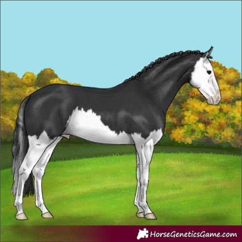 Horse Color:Black Splash 