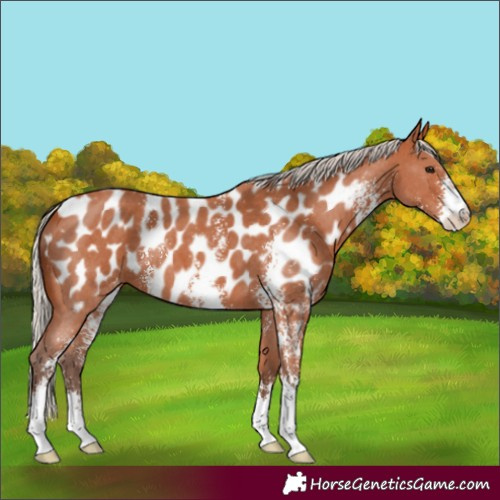 Horse Color:Silver Bay Sabino Near Leopard 