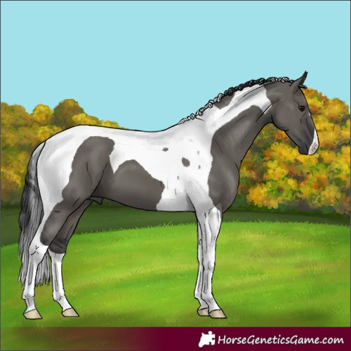 Horse Color:Grullo Tobiano