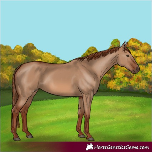 Horse Color:Red Dun