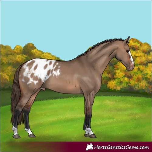 Horse Color:Brown Dun Blanket