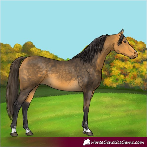 Horse Color:Buckskin 