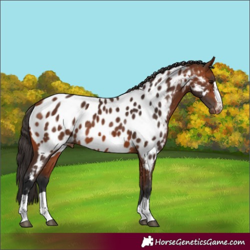 Horse Color:Bay Near Leopard