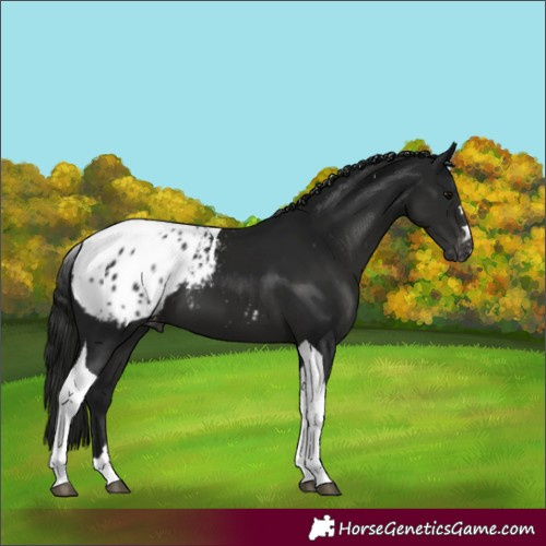 Horse Color:Gray Black Tobiano Blanket