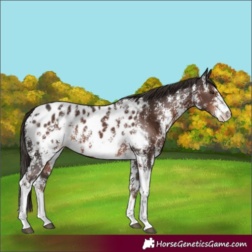 Horse Color:Liver Chestnut Sabino Blanket