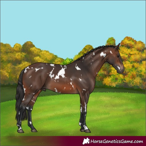 Horse Color:White Spotted Brown
