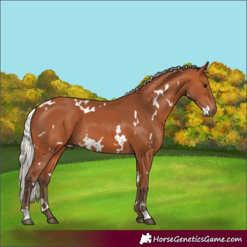 Horse Color:White Spotted Silver Bay 
