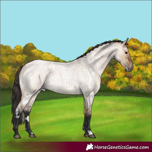 Horse Color:White Spotted Bay Roan Dun