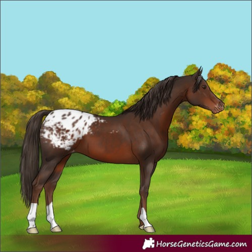 Horse Color:Liver Chestnut Blanket 