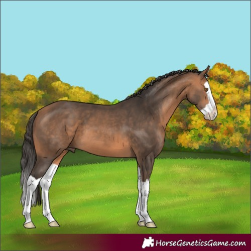 Horse Color:Bay Mushroom Splash
