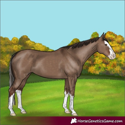 Horse Color:Liver Red Dun Splash 
