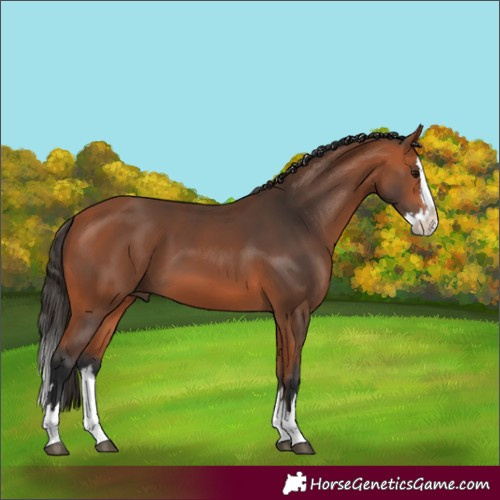 Horse Color:Bay Splash