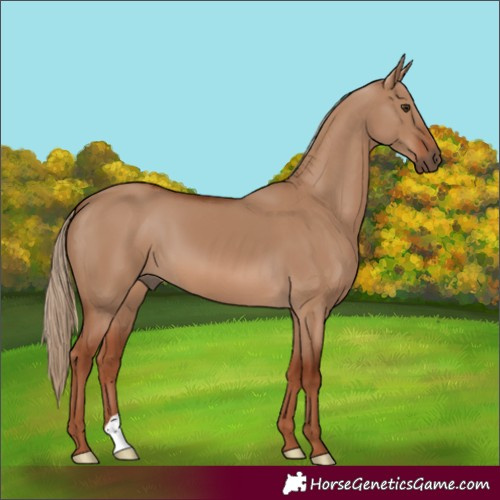 Horse Color:Red Dun 
