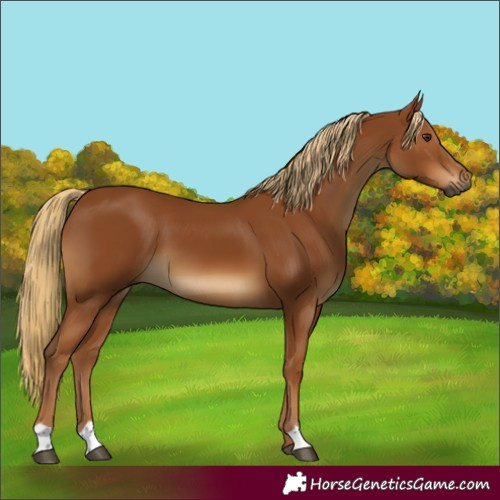 Horse Color:Gray Chestnut 