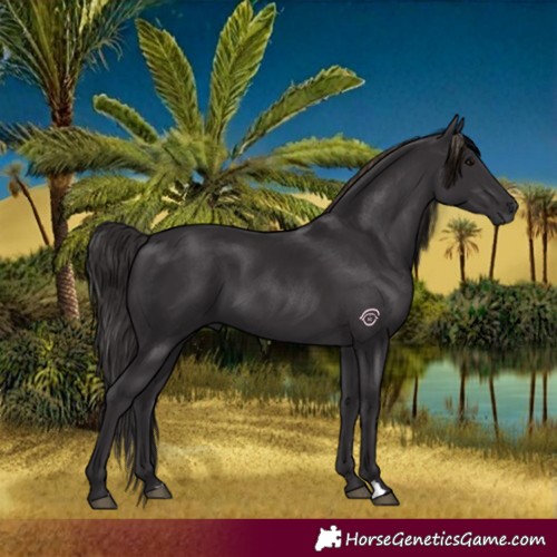 Horse Color:Smoky Black 