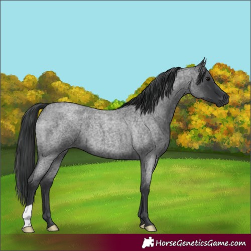 Horse Color:Blue Roan 