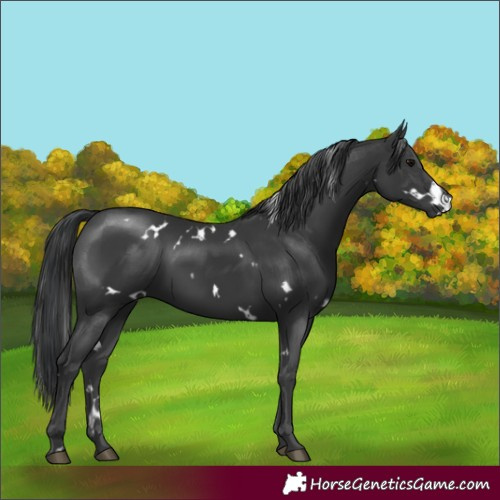 Horse Color:White Spotted Black
