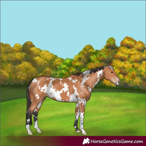Horse Color:White Spotted Bay 
