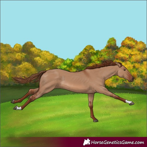 Horse Color:Unknown 
