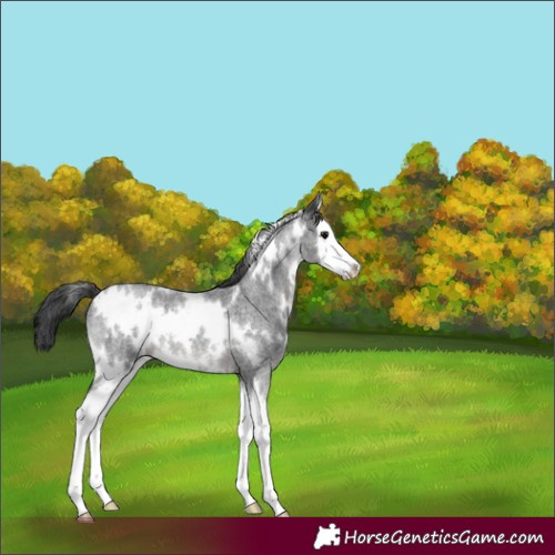 Horse Color:White Spotted Blue Roan Splash 