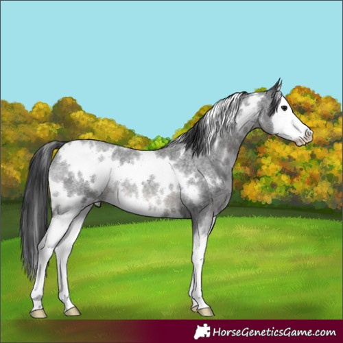 Horse Color:White Spotted Blue Roan Splash